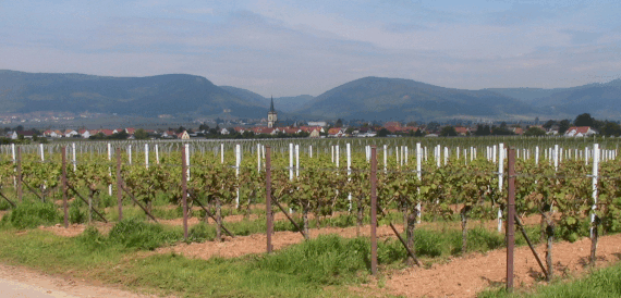 Weingut Ruzika Anfahrt