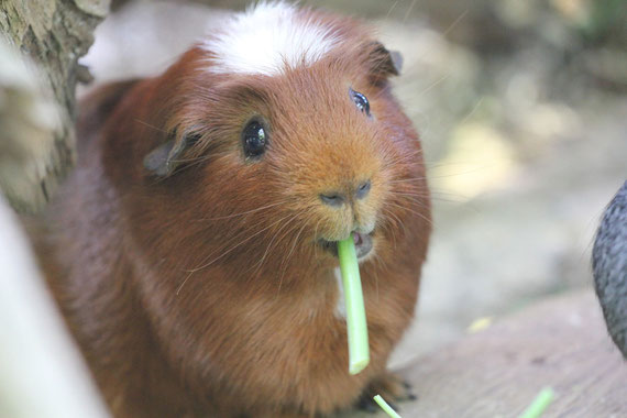 Pepita geniesst das Grünzeug