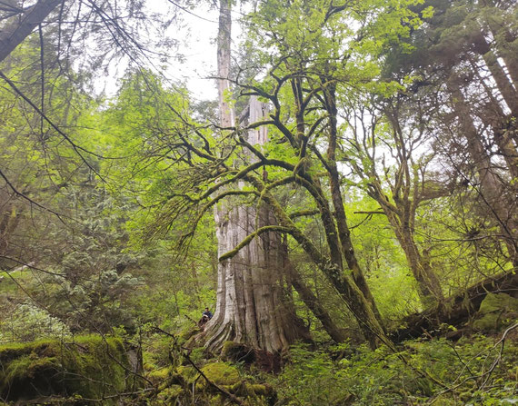 Big-tree searcher Colin Spratt stands by a western red cedar in North Vancouver's Lynn Headwaters Regional Park. He and biologist Ian Thomas measured the diameter at breast height (DBH) as being up to 5.8 metres. 