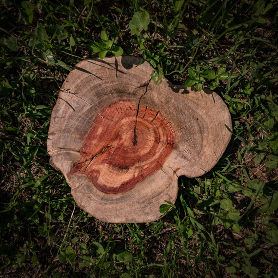 a tree disc shows the wonderful grain of the wood