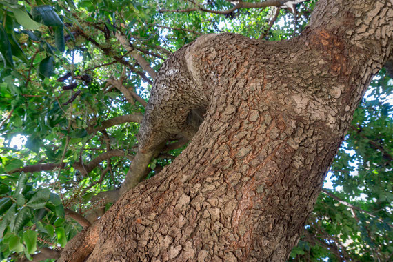 charakteristic bark an dynamic movement of carob.