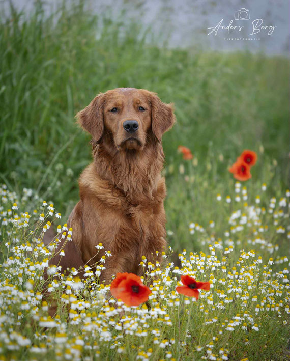 Pippa