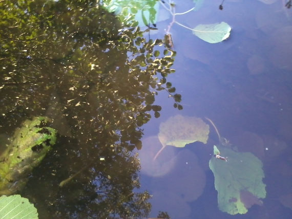 photo Isabelle Bouchex