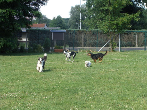 4 Hunde rennen miteinander auf einem eingezäunten Grundstück.