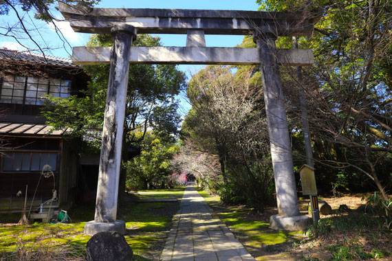 江沼神社の鳥居の向こうに紅梅が見えます