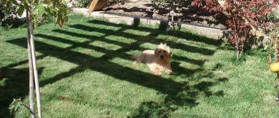 Mi perrita,  Zarza (teckel rubia) en el Jardin