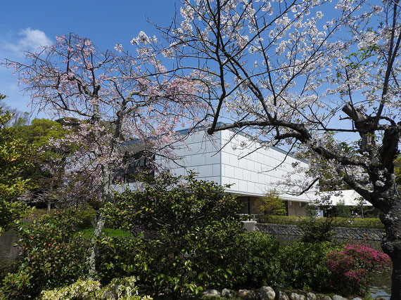 境内の桜と鎌倉文華館鶴岡ミュージアム　