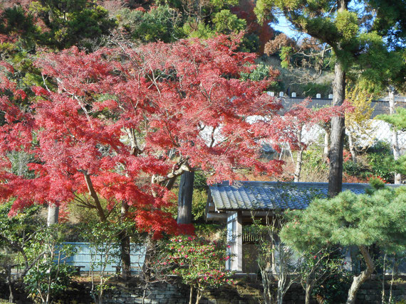 法堂前から境内の紅葉