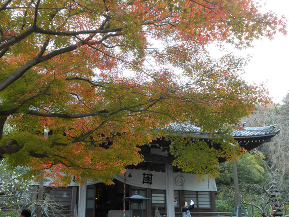 本堂の紅葉　まだ早いです