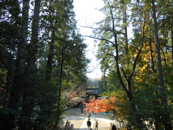 円覚寺境内の樹木と紅葉