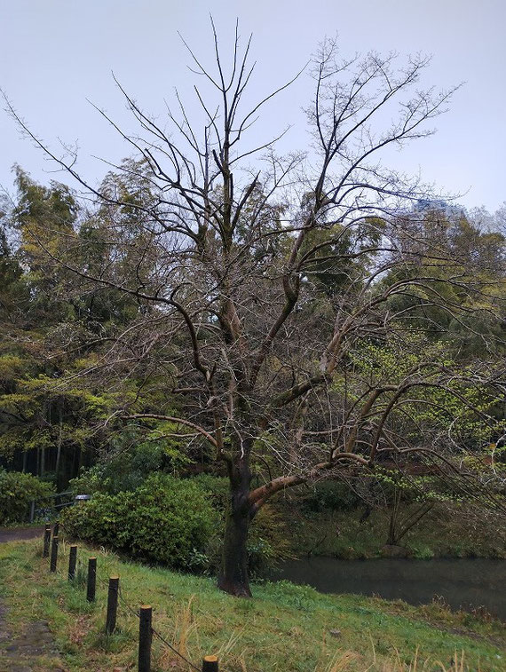 枯れてしまった親水公園の辛夷の大木　