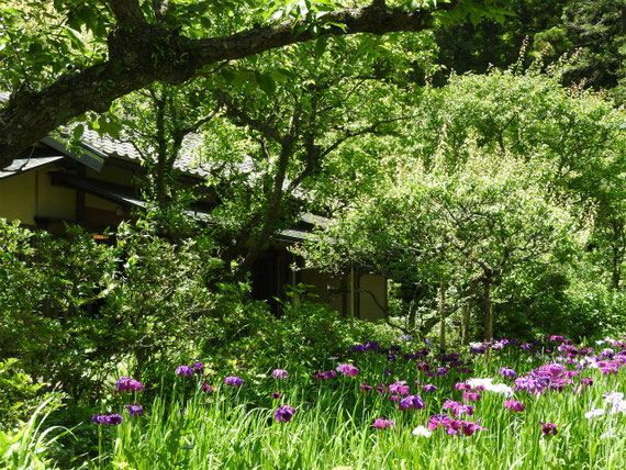 茶室「寒雲亭」の前の花菖蒲