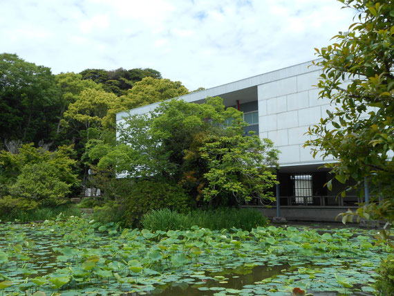 平家池から美術館を望む、本館　　5月の蓮の葉、木立、白壁、鉄骨柱