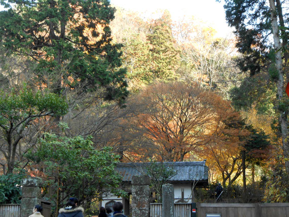 明月院、総門付近の紅葉