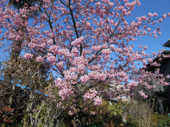 ウオーキングコースの「河津桜」　