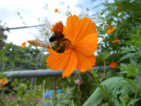 黄花コスモスとミツバチ