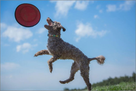 フリスビーで遊ぶ犬