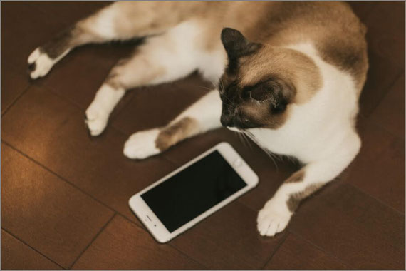 スマホを見る猫