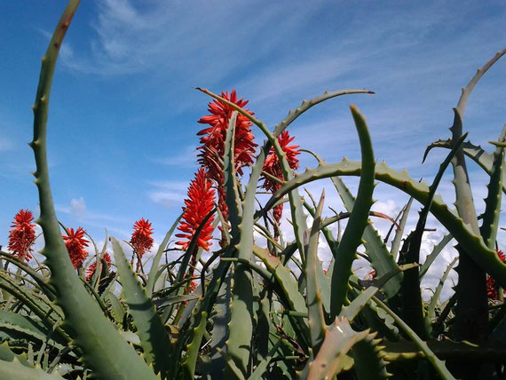 pianta di aloe aborescens e pianta di aloe vera 