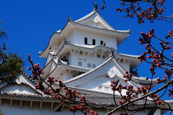 今度は桜（ピンク）の姫路城を見に来たいです。