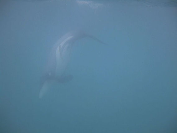 Ein kleiner Hectors Delfin