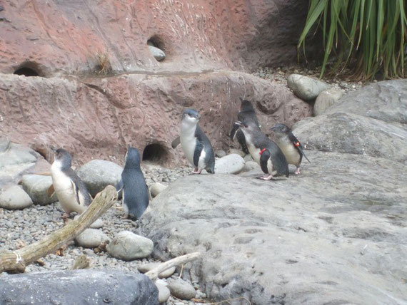 Little Blue Pinguins im Pinguin Encounter