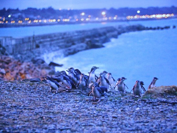 In der Abenddämmerung kommen die Little Blue Pinguins in Gruppen von 30 bis 40 Tieren an Land (Foto ist Eigentum der Oamarau Little Blue Pinguin Colony)