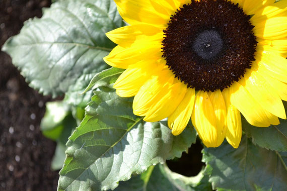 Sonnenblume im Beet