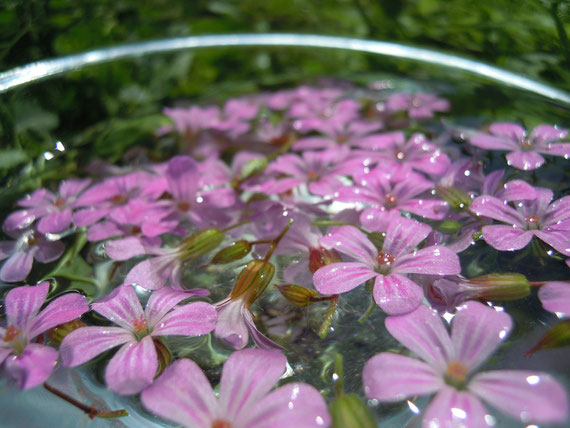 Sonnentee Geranium Robertianum, an einem sonnigen Sonntag im Juni 2013