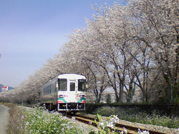 桜並木を走るAR301号