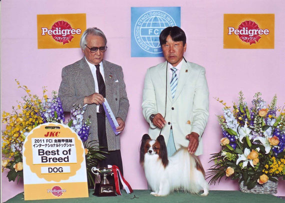 パピヨン様 Champions（Male) - パピヨン専門ブリーダー グレース・パピヨン