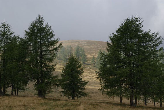 Die letzten Meter zum baumlosen flachen Gipfel
