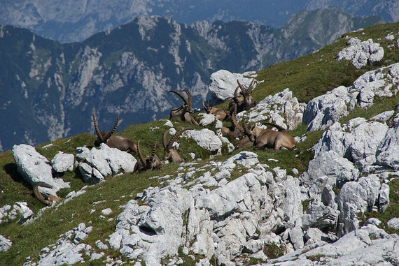 Steinbockmännchen liegen in der Sonne