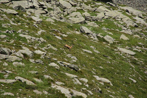 Eine Gämse knapp unter dem Obergailer Joch