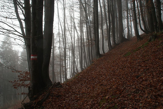 Aufstieg im Wald