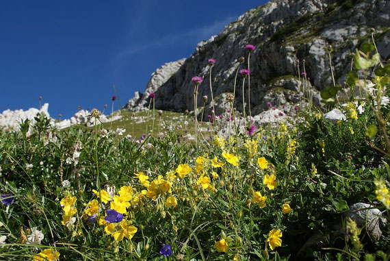 Beim Anstieg zum Sella Bila Pec; hier befindet sich übrigens ein Blumenthemenpfad