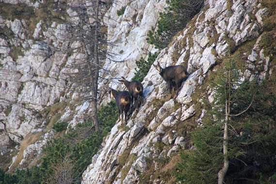 Ein paar Gämsen halten sich auch in der Schlucht auf