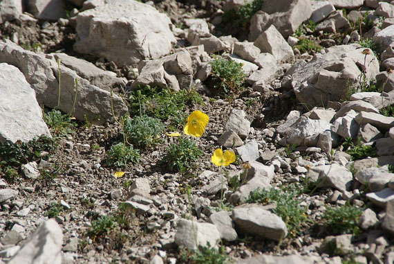 Im großen Schuttfeld beim Aufstieg Richtung Spitzkofel wächst der Gelbe Alpenmohn