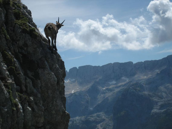 Ein Steinbock präsentiert eindrucksvoll seine Fähigkeiten