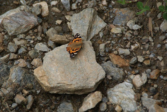 Ein Schmetterling kreuzt unsere Aufstiegsspur