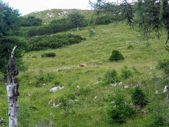 Am breiten Westrücken läuft mir ein Gams über den Weg