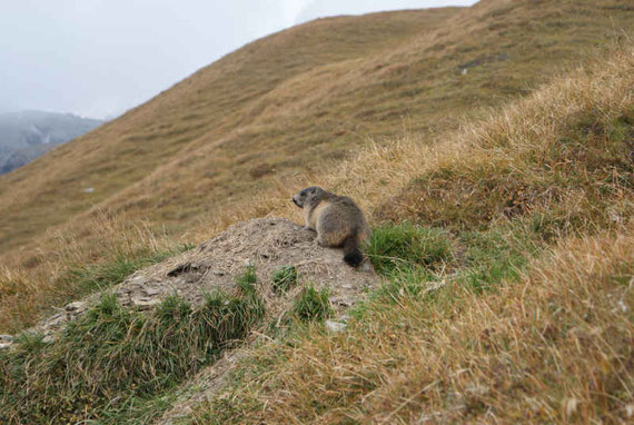 Die Murmeltiere haben sich schon einen schönen Winterspeck angefressen