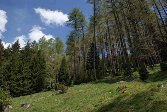 Aufstieg durch einen herrlichen Lärchenwald Richtung Neugartenhütte