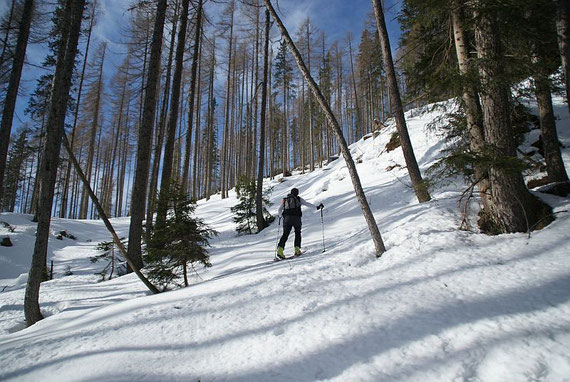 Im schönen Hochwald