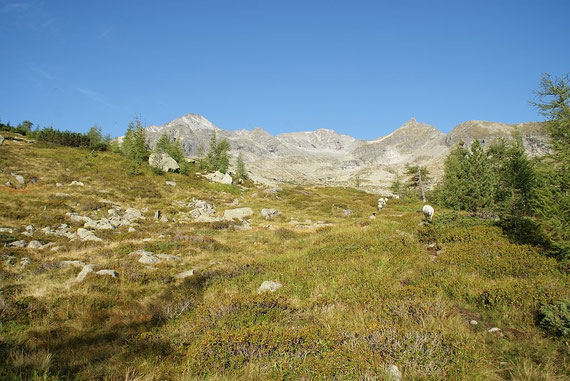 Das Ziel (ganz links) von der Waldgrenze aus aufgenommen