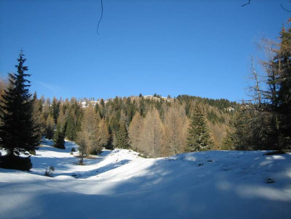 Langsam wird es flacher und der Wald lichter, im Hintergrund erkennt man bereits den Gipfel