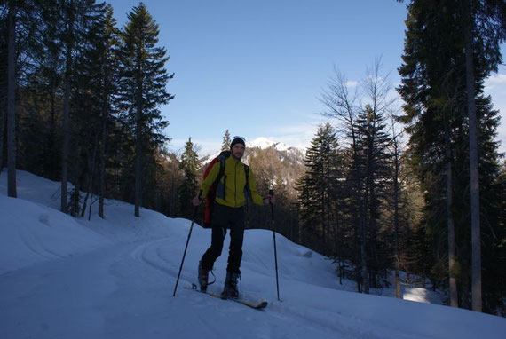 Am neuen Forstweg in 1360m, im Hintergrund der Schwarzkogel