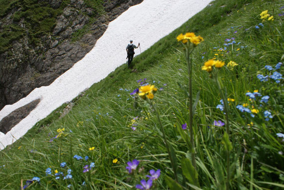 Blumenpracht im Juli