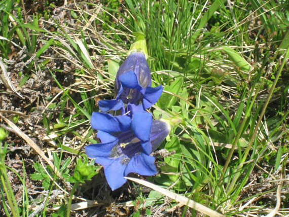 Mitte Juni stand im Jahr 2007 der Enzian in voller Blüte