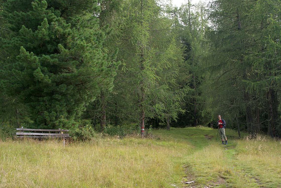 Der Forstweg zu beginn der Tour